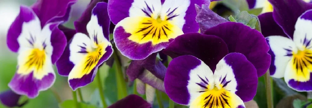 Bunte Blüten des Hornveilchens