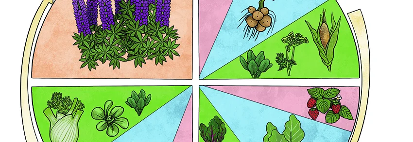 Kreisdiagramm mit Fruchtfolge im Garten