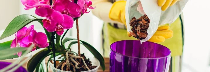 Person topft eine Orchidee um