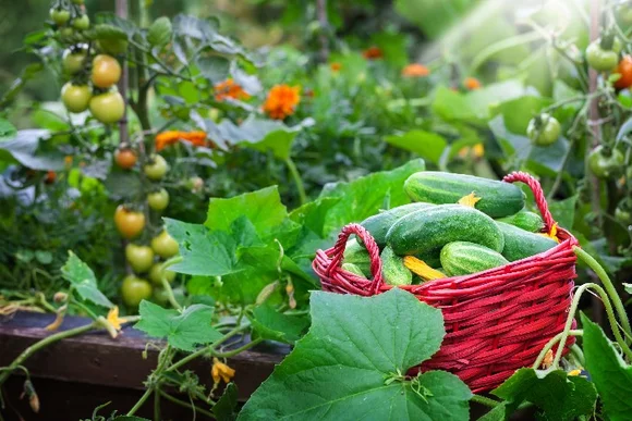 Ein Korb voller Gurken im Garten