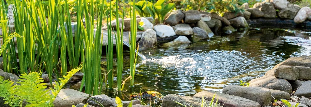 Gartenteich mit Wasserpflanzen und Steinen