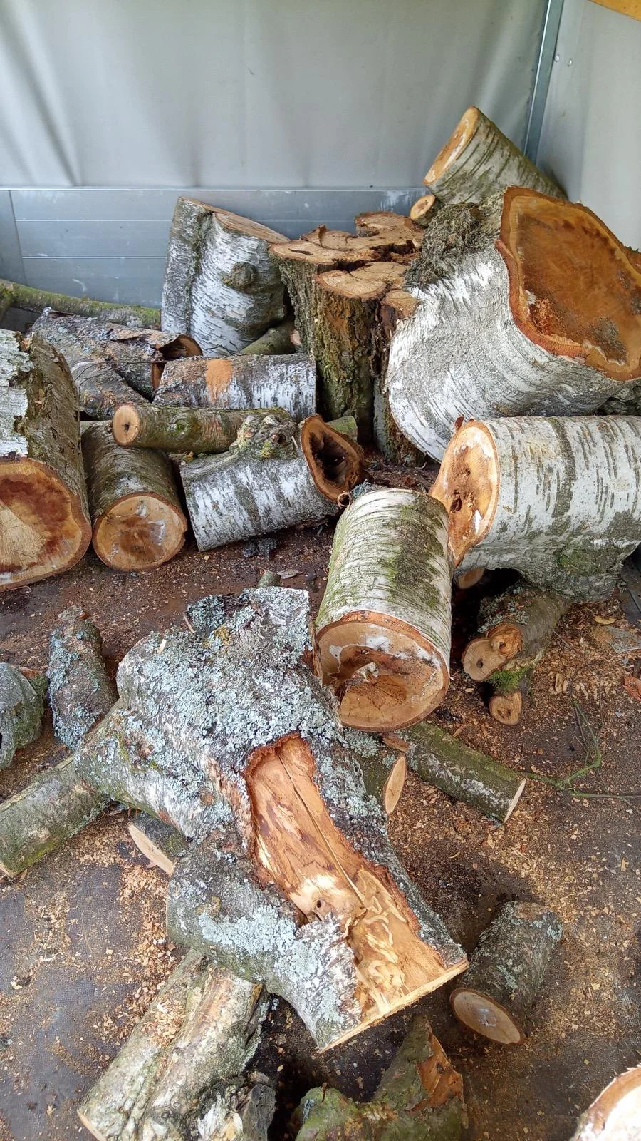 Ein Haufen frisch geschnittener Birkenholzstämme liegt auf dem Boden.