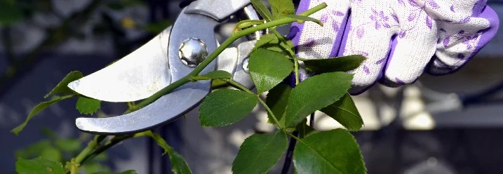 Hand mit Gartenschere schneidet Rose
