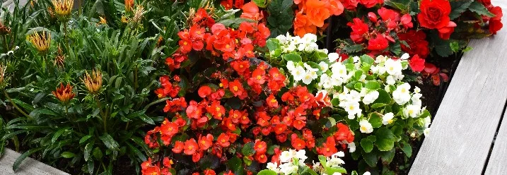 Blumenbeet mit roten und weißen Blumen