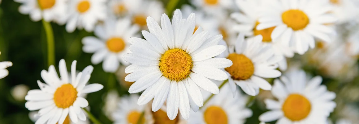 Wiese voller Gänseblümchen