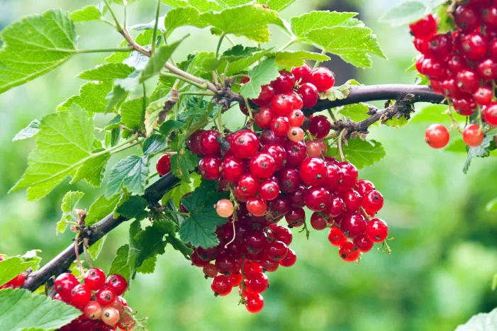 Rote Johannisbeeren an einem Strauch