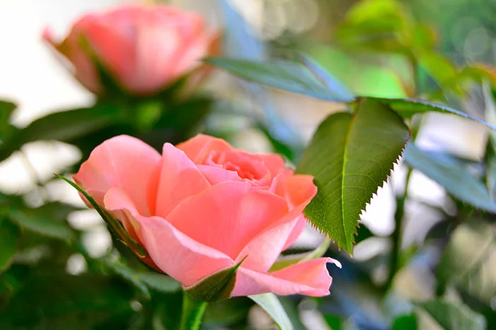 Zwei rosa Rosen mit grünen Blättern