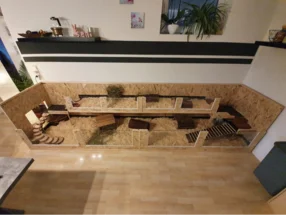 Ein großer, mehrstöckiger Meerschweinchenkäfig aus Holz und Glas.