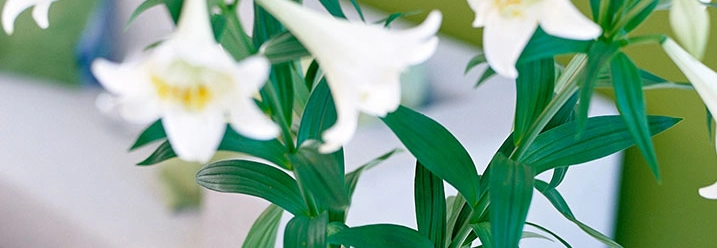 Weiße Lilien in einer Vase