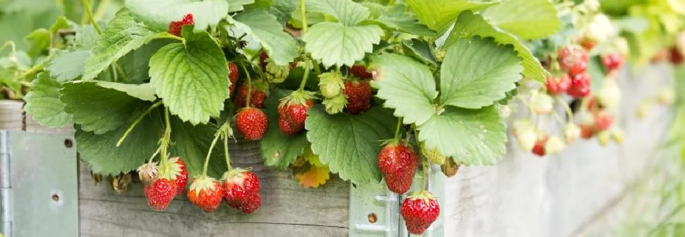 Reife Erdbeeren an Pflanze
