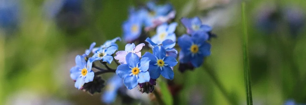 Blaue Vergissmeinnicht Blüten