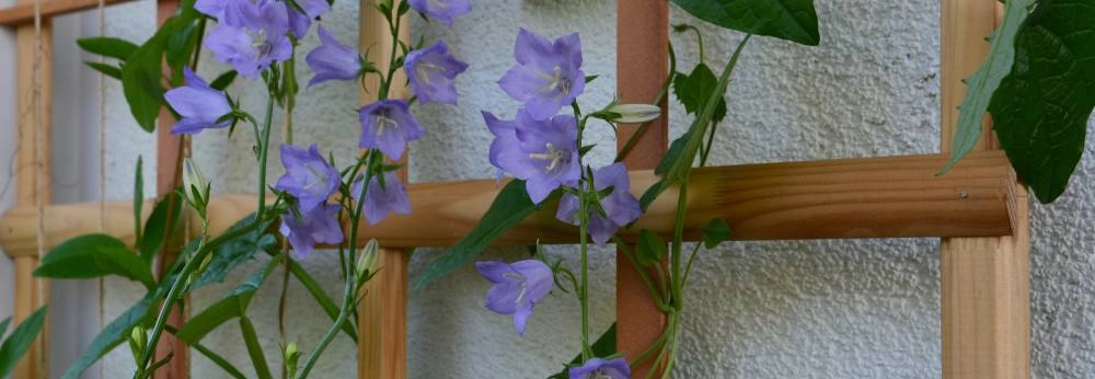 Violette Glockenblumen ranken an einem hölzernen Rankgitter an einer Hauswand empor.