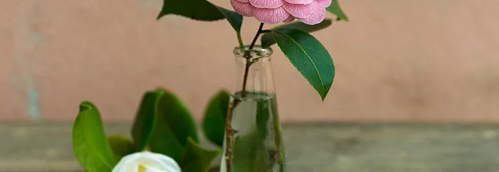 Zwei Kamelienblüten, eine in Vase