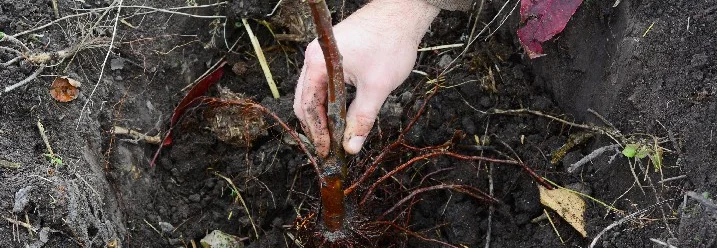 Person pflanzt Baum