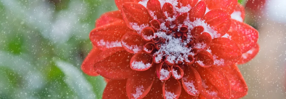 Rote Dahlie mit Schnee bedeckt