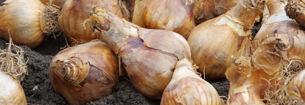 Viele Blumenzwiebeln liegen auf dunkler Erde.