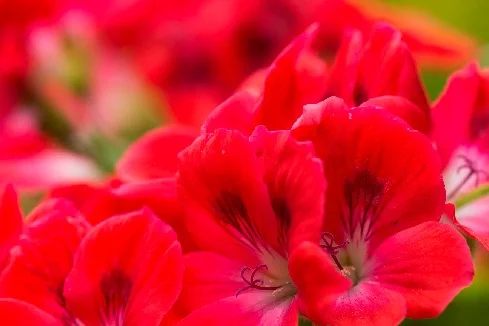 Nahaufnahme roter Blüten