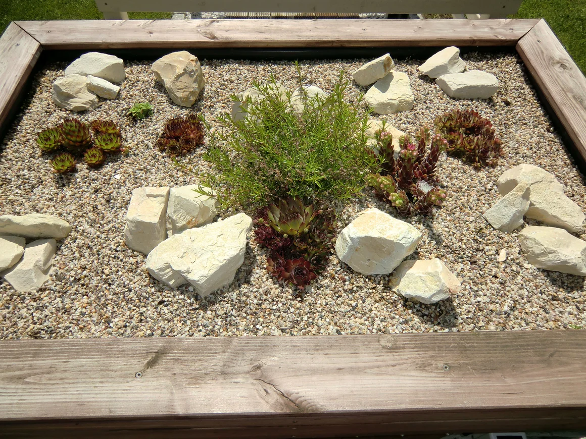 Steingarten mit Hauswurz