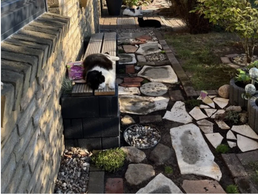 Zwei Katzen entspannen in einem Garten