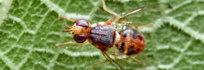 Schwarz-orange Fliege auf grünem Blatt