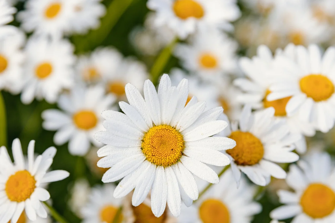 Nahaufnahme von Gänseblümchen