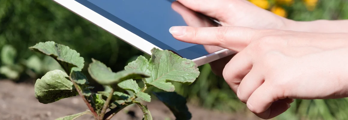 Hände mit Tablet über Gemüsepflanze
