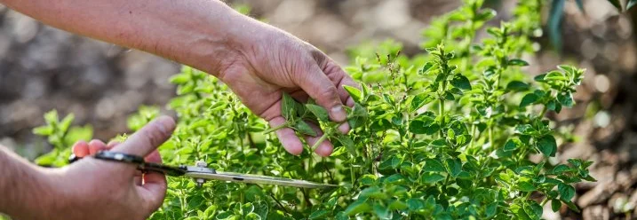 Person schneidet Oregano mit Schere