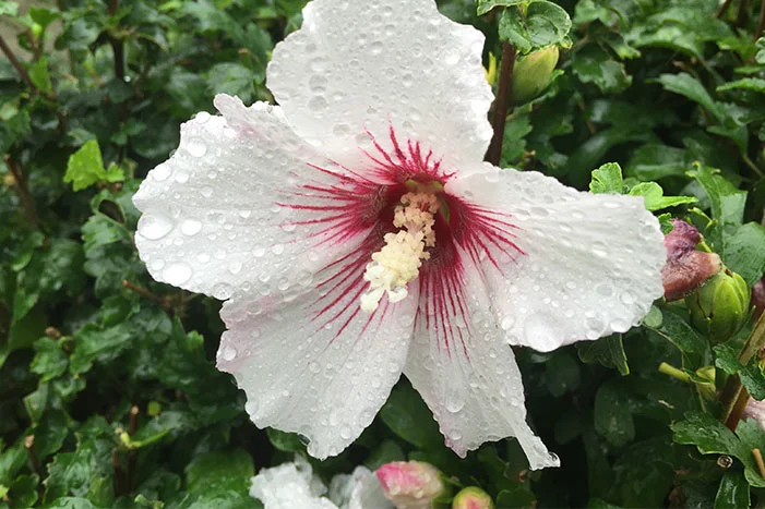 Weiße Hibiskusblüte mit Regentropfen