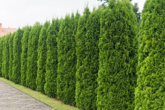 Eine dichte Hecke aus Lebensbäumen.
