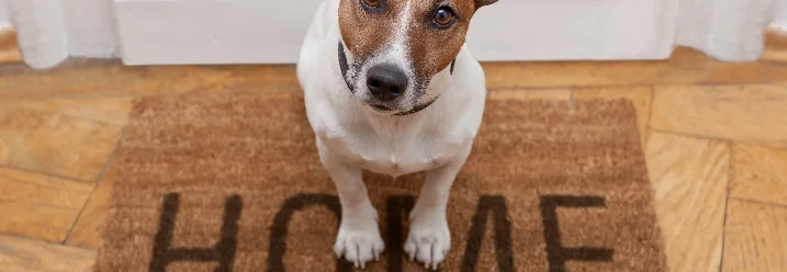 Hund auf Fußmatte
