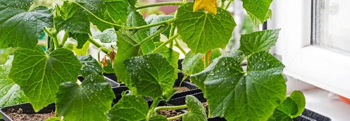 Gurkenpflanze mit gelber Blüte