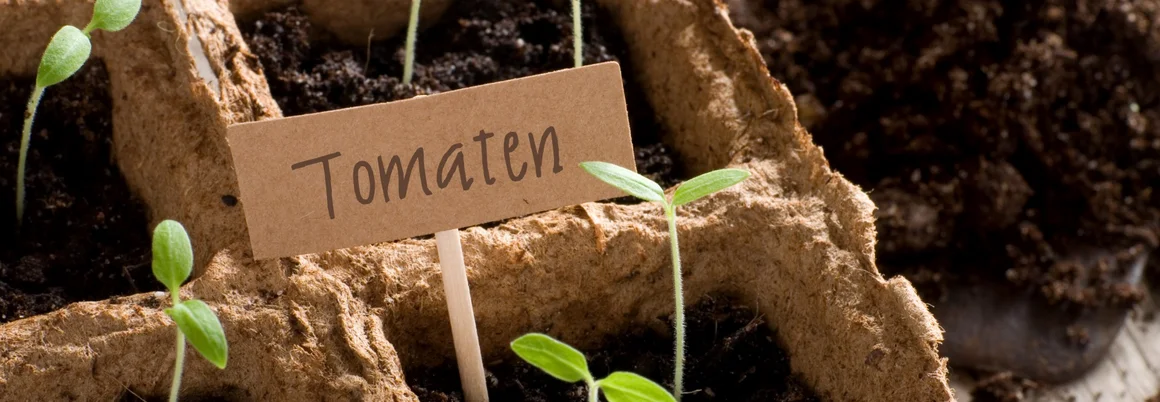 Tomatensetzlinge in Anzuchterde