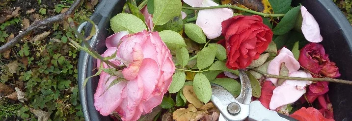 Rosenschnitt in einem Eimer