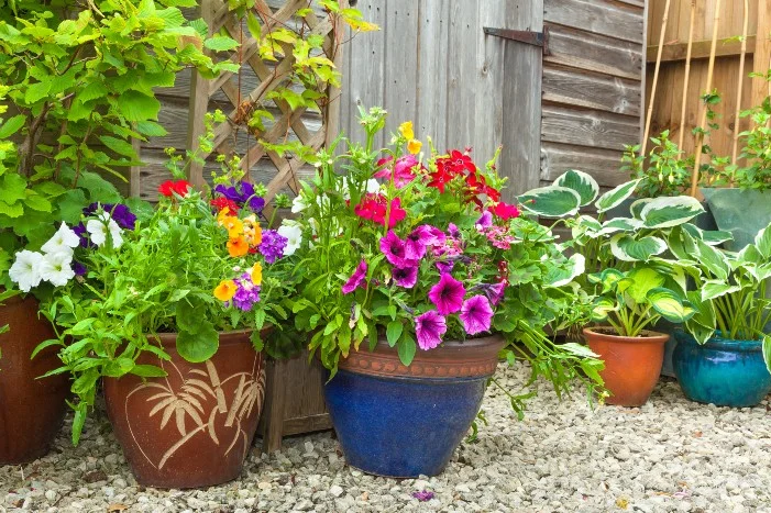 Bunte Blumen in Töpfen