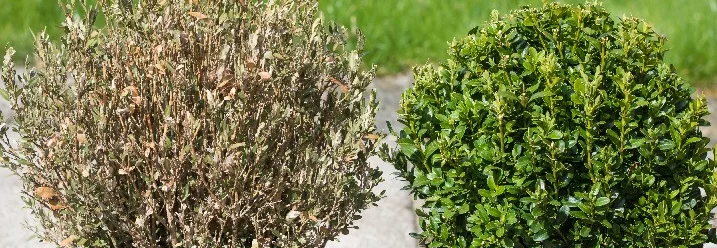 Zwei Buchsbäume, einer gesund, einer vertrocknet