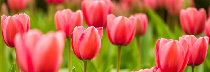 Rosafarbene Tulpen auf einem Feld