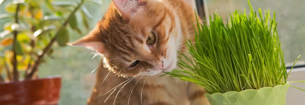 Katze frisst Katzengras