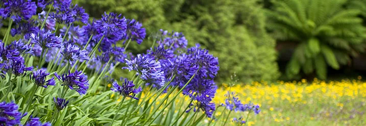 Lila Blüten im Garten