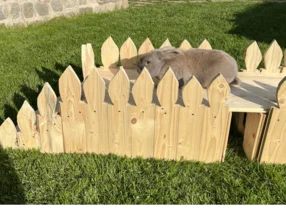 Kaninchen auf einem Holzsteg
