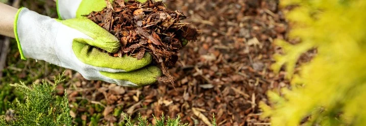 Hände mit Gartenhandschuhen hält Rindenmulch