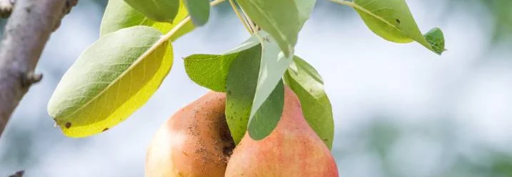 Zwei Birnen am Baum