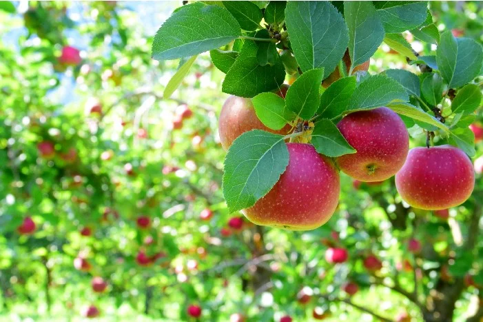 Reife rote Äpfel an einem Apfelbaum
