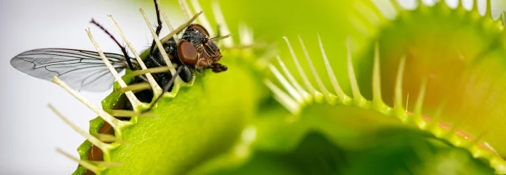 Fliege in fleischfressender Pflanze