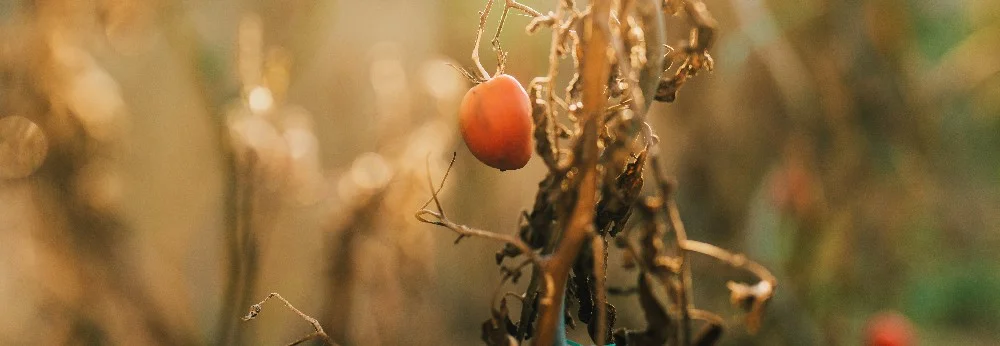 Eine einzelne Tomate an einem vertrockneten Strauch