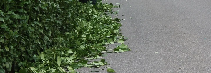 Geschnittene Äste und Blätter auf einem Gehweg.
