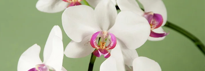Weiße Orchideenblüten mit pinker Mitte.