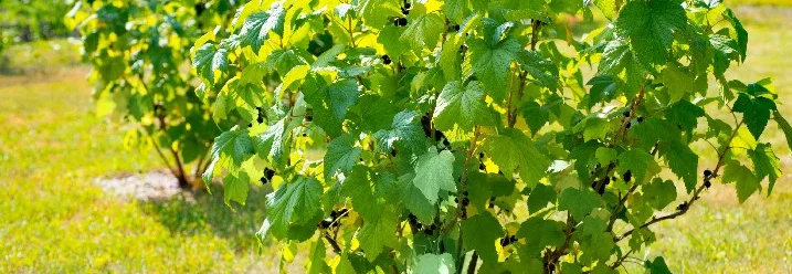 Johannisbeersträucher im Garten