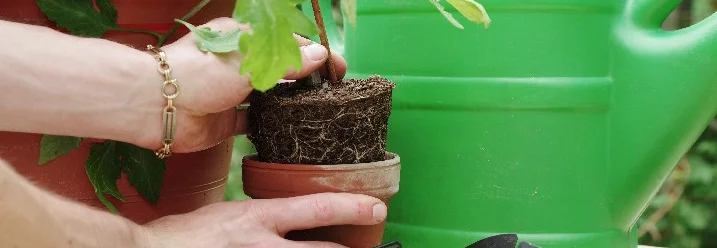 Person topft Tomatenpflanze um