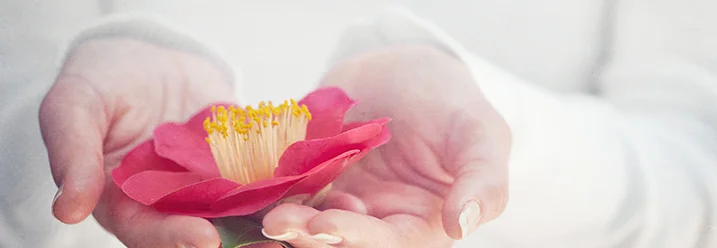 Hände halten eine Kamelienblüte