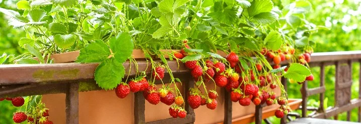 Erdbeerpflanzen mit reifen Früchten in Blumenkästen.